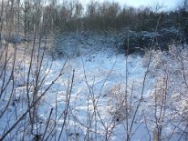 2009_Benjeshecken_01