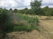 Bienenweide_2019_01