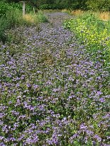 Bienenweide_2019_02