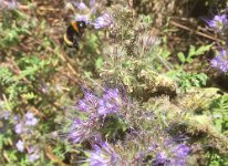 Bienenweide_2019_04
