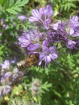 Bienenweide_2019_05