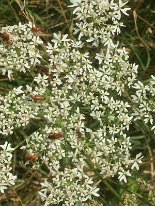 Bienenweide_2019_06