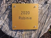 1BdJ_2020_Robinie