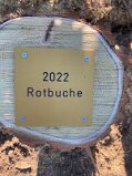 1BdJ_2022_Rotbuche