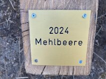 1BdJ_2024_Mehlbeere