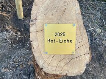 1BdJ_2025_Rot-Eiche