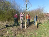 2015_Pflanzen Baum des Jahres_01