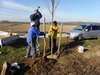 2020_Baum_des_Jahres_(1)