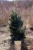 2021_Baum_des_Jahres_(3)