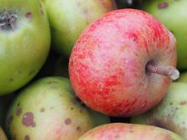 Apfelernte 2014_09