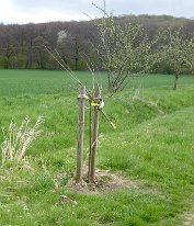2017_Baumfrevel am Wellenbach_02