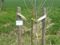 2017_Baumfrevel am Wellenbach_03
