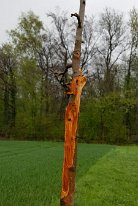 2017_Baumfrevel am Wellenbach_04