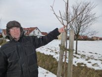 2013_zwetschen_pflanzen3