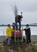 2013_zwetschen_pflanzen4