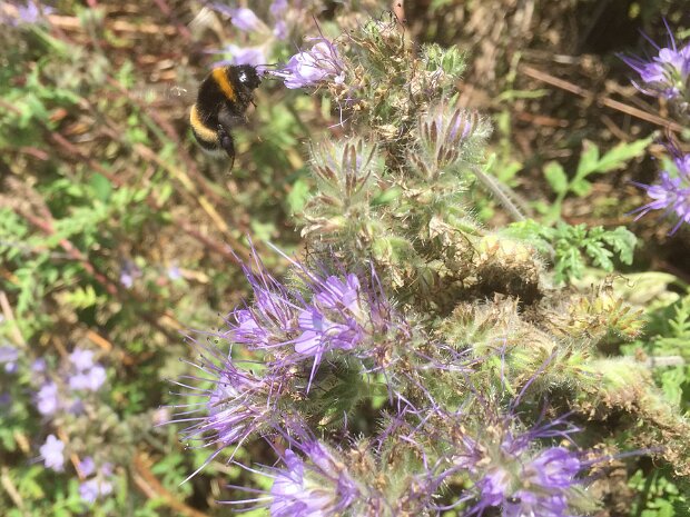 Bienenweide
